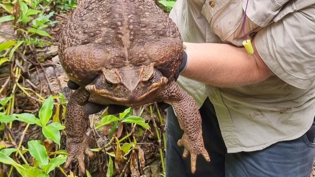 Meet ‘Toadzilla’: Monster 2.7kg Cane Toad Found in Australia Shatters Records Meet 'Toadzilla': Monster 2.7kg Cane Toad Found in Australia Shatters Records