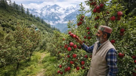 Apple farmer inspecting red apples in an orchard in Himachal Pradesh with Himalayan mountains in the background